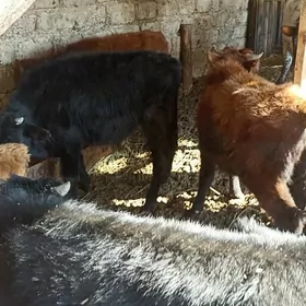 öküzçe tüwe öküz göle