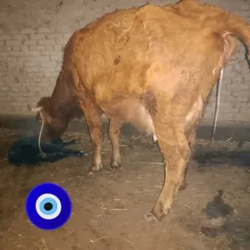 iki sany goleli sygyr