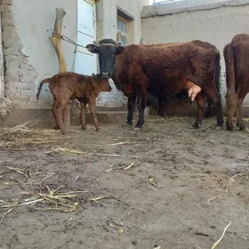 17.18.LITR SÜÝDLI GÖLELI SYGYR