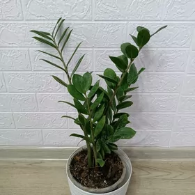 ЗАМИОКУЛЬКАС