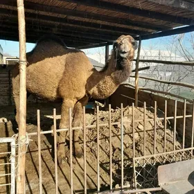 Satlyk  bogaz  düỳe bar