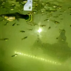 akwarium we balyklar