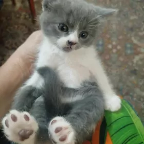 домашнее животное