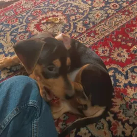 Такса карликовая