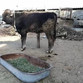 MAL OKUZ TOHIM YERLI