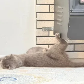 вислоухие котята