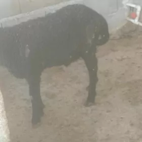 geçen ýylky guzular 1 ýyl bol