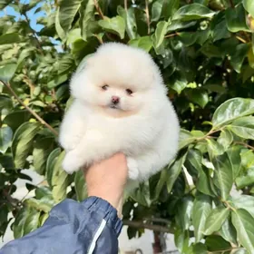 ШПИЦ Мини мишка