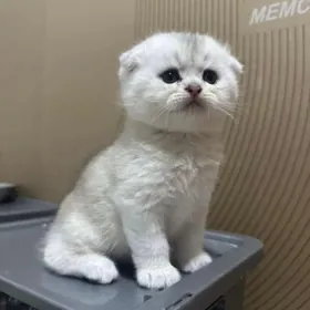 шотландская вислоухая