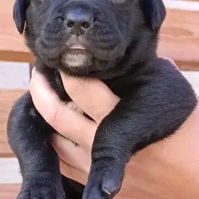 Щенки Кане Корсо