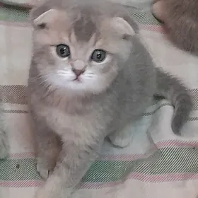 шотландские шиншиллы