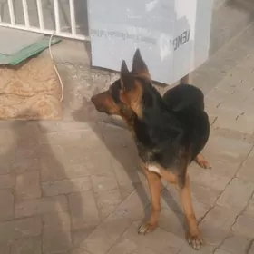 Afçarka nemes it güjükler