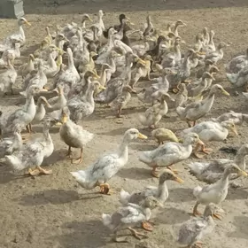 ördek jujeler 2aylk