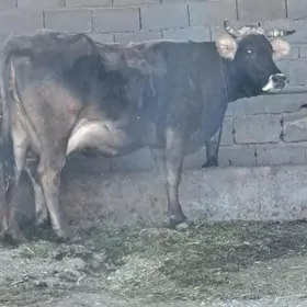 Arassa swes Bogaz sygyr