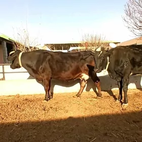 B0G0Z ÇORNY PİÝOSTR SYGYRLAR