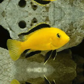 Yellow fish