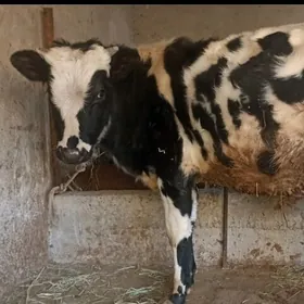 Черный пестер окуз