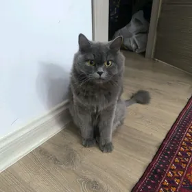 Кошка и котята