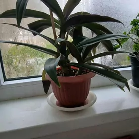 продаётся цветок