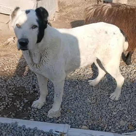 Copan it Geberit Urkacy sagdyn