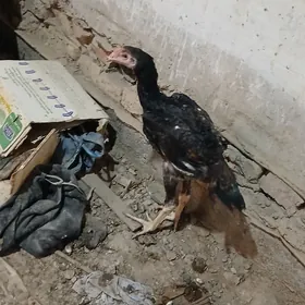 Parada Korazparoda horaz