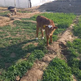 Öküzler we gulajynlar