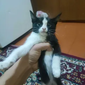 Pişik öý pishik/ pişijek