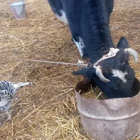 bogaz gara ala sygyr