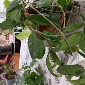 Цветы. Восковка