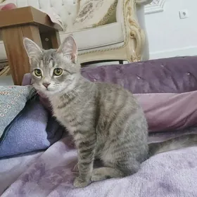 Котёнок 4 месяца