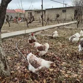 Wyandotte beloe zoloto