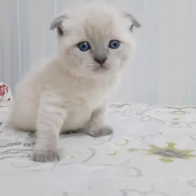 ВИСЛОУХИЕ ШОТЛАНДСКИЕ КОТЯТА