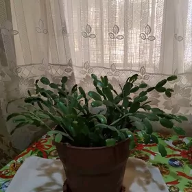 Шлюмбергера