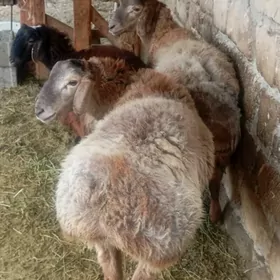 2gisar goc 1gisar tokly