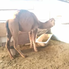 5 ýaşar erkek 3 ýaşar inen dul