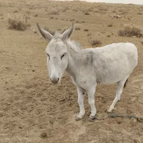 eşek ve arabasy bilen ýuvagöçü