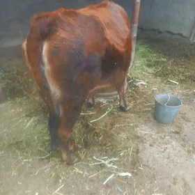 Bogaz sygyr gaty şiwest mal