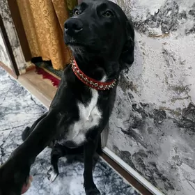 щенки, собаки