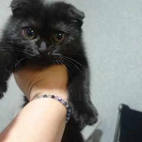 Домашние животные