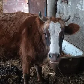 bakyly golleli sygyr