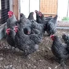 Доминант товук