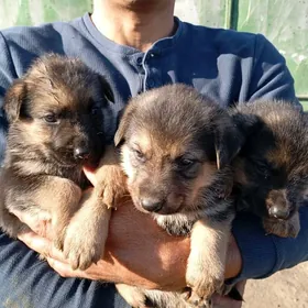 satlyk nemes owçarka