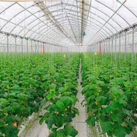 Gyssagly işgar gerek