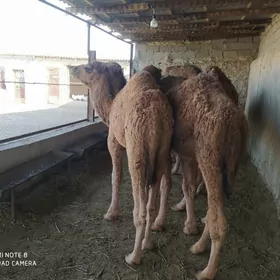 торум огшук