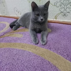 Продается картезианка