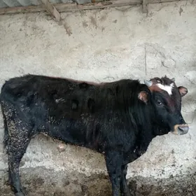 Arassa swes tohum okuz