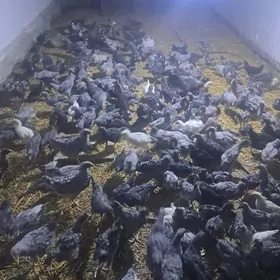 Доминант джуйже