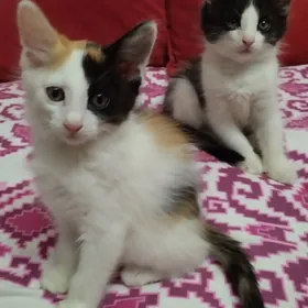 Домашние котята