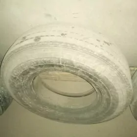 тигир кантер. tigir