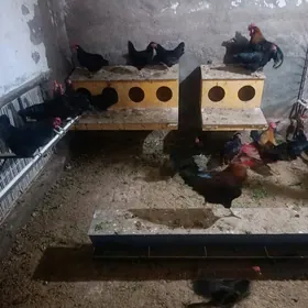 Ataks / Dominant D149